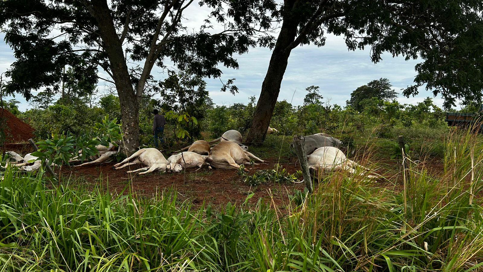 Raio cai e mata 19 cabeças de gado em fazenda na região da Serrinha em